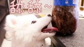 吃瓜娱乐汪,揭秘娱乐圈那些事儿  第3张